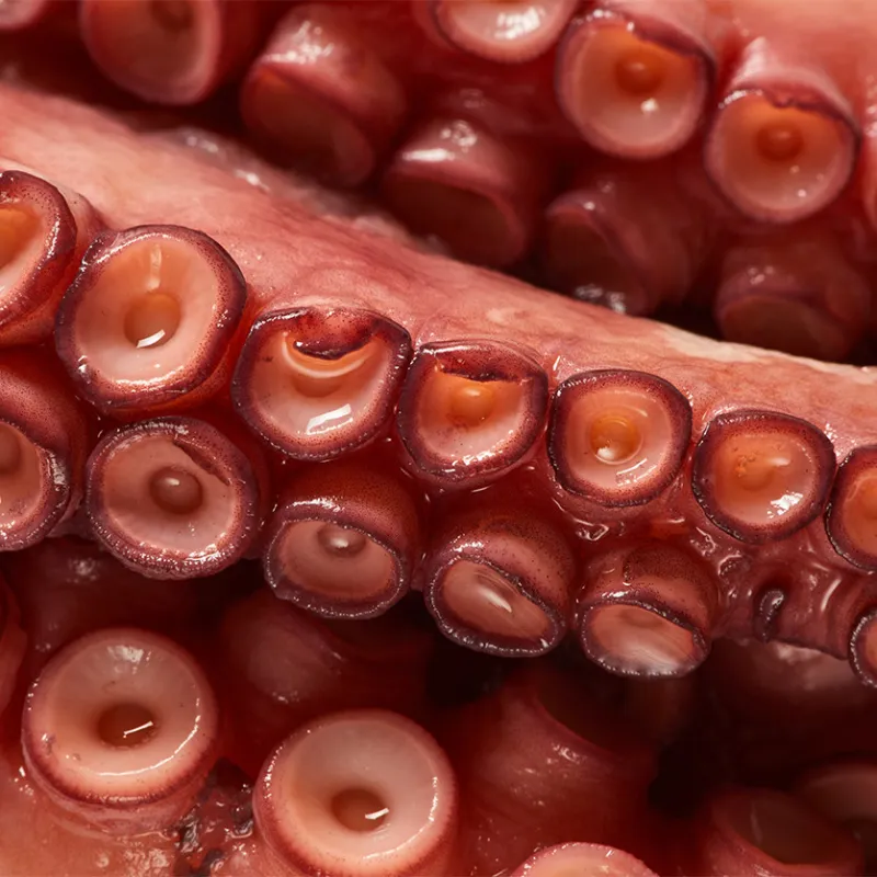 Tentacule de poulpe